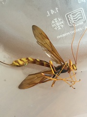 Megarhyssa macrurus icterosticta