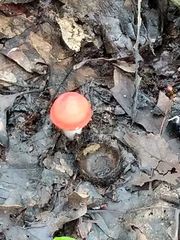 Amanita parcivolvata