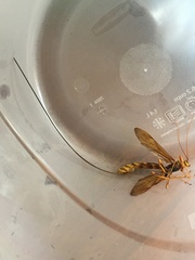 Megarhyssa macrurus icterosticta