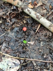 Amanita parcivolvata