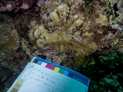 Gardineroseris planulata