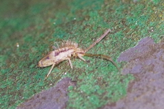 Entomobrya muscorum