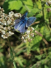 Polyommatus thersites
