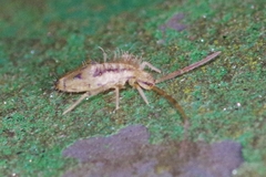 Entomobrya muscorum