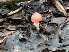 Amanita parcivolvata