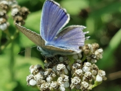 Polyommatus thersites