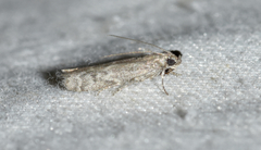 Eurythmia angulella