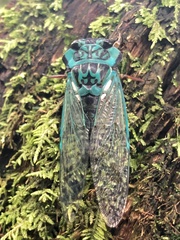 Adusella insignifera