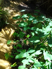 Colocasia esculenta image