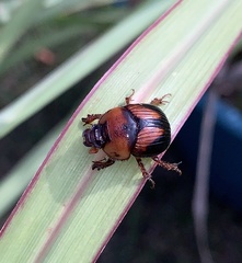 Bolbocerosoma farctum