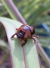 Bolbocerosoma farctum