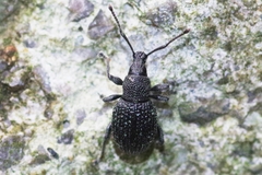 Otiorhynchus pinastri