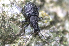 Otiorhynchus pinastri
