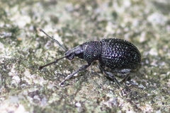 Otiorhynchus pinastri