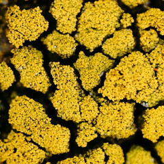 Candelariella coralliza