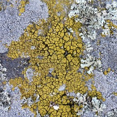 Candelariella coralliza