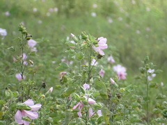 Hibiscus grandiflorus