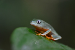 Callimedusa tomopterna