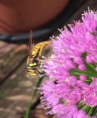 Spilomyia alcimus