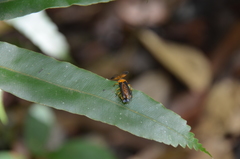 Dryptelytra cayennensis