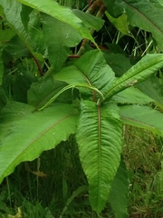 Koenigia polystachya