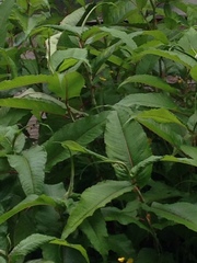 Koenigia polystachya