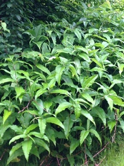 Koenigia polystachya