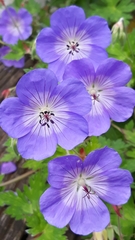 Geranium sylvaticum