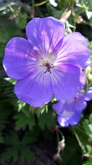Geranium sylvaticum