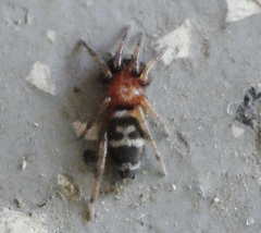 Sergiolus capulatus