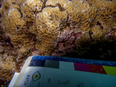 Gardineroseris planulata