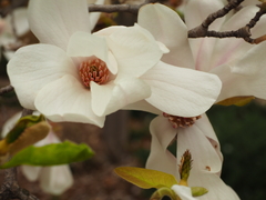 Magnolia loebneri