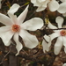 Magnolia × loebneri - Photo (c) Jorge A. Murillo, μερικά δικαιώματα διατηρούνται (CC BY-NC), uploaded by Jorge A. Murillo