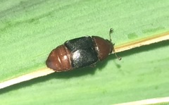 Caplothorax melanopterus