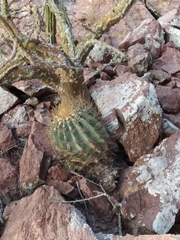 Ferocactus herrerae