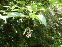 Viburnum erubescens