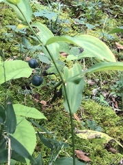 Polygonatum biflorum biflorum