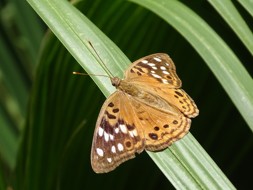 Hackberry emperor