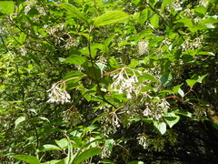 Viburnum erubescens