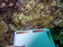 Gardineroseris planulata