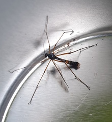 Ptychoptera lacustris