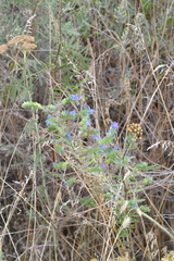 Echium vulgare