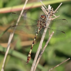 Aphylla angustifolia