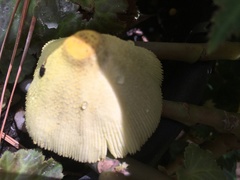 Leucocoprinus birnbaumii image