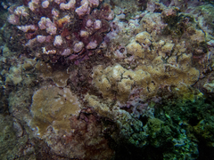 Gardineroseris planulata