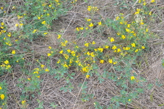Medicago falcata