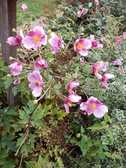 Eriocapitella × hybrida