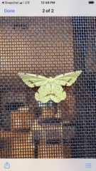 Xanthotype urticaria