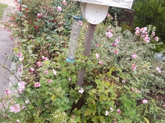 Eriocapitella × hybrida