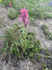 Castilleja parviflora
